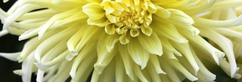 Hellgelbe Dahlie - hier ist bewusst nur ein Einblick in die Blüte gewählt worden. (Bild-Nr. 0200369; Kategorie 1)

