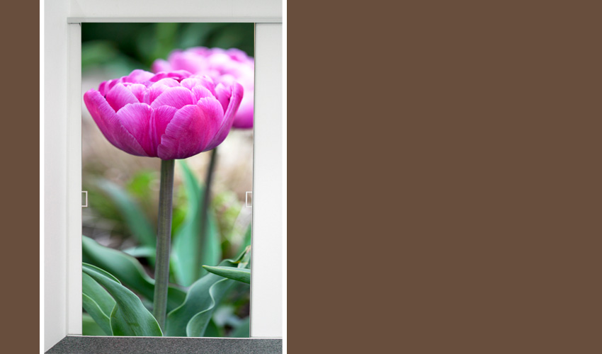 gefllte Tulpe in pink (Bild-Nr. 0200521)


